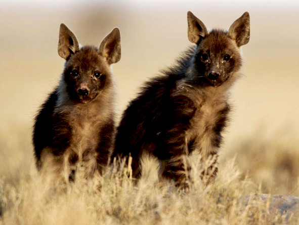 Jack's Camp - Wild Dogs