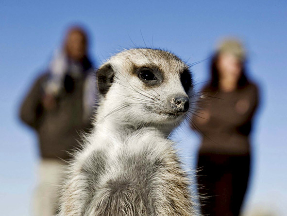 Jack's Camp - Meerkats walk