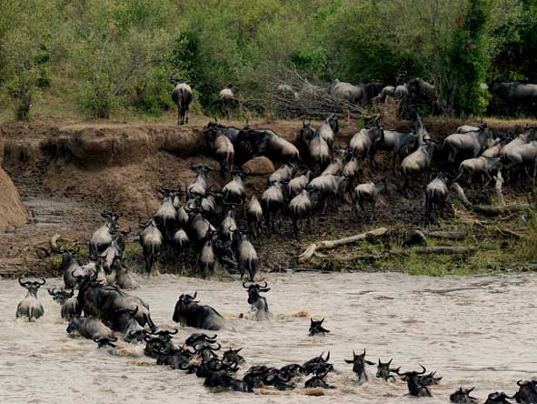 Masai Mara Safari Gallery2
