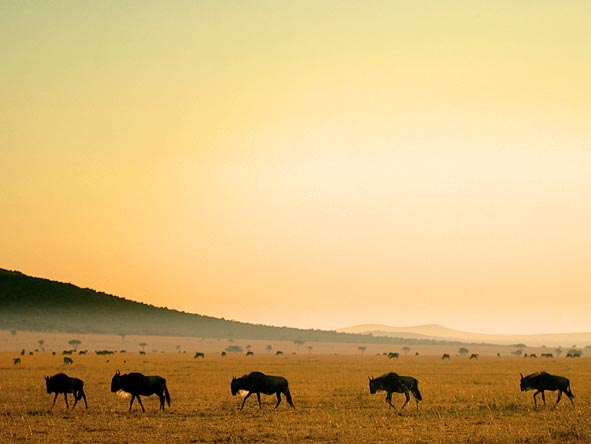Masai Mara Safari Gallery4