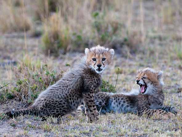 Masai Mara Safari Gallery5