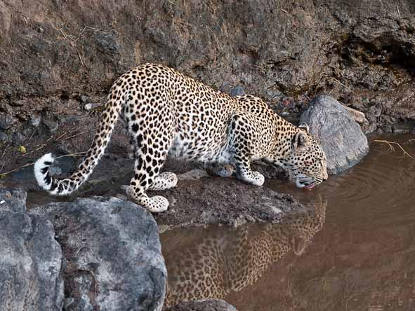 Masai Mara Safari Gallery8