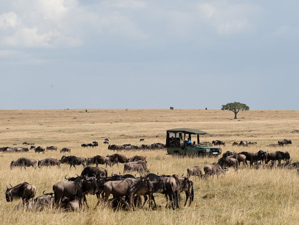 Masai Mara Safari Gallery10