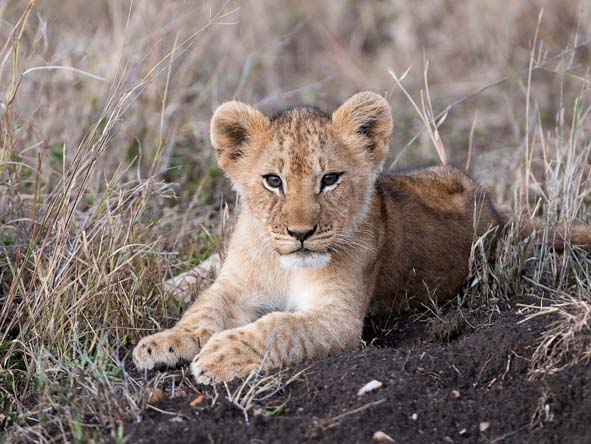 Masai Mara Safari Gallery11