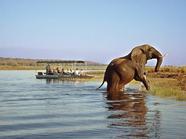 Affordable safaris
