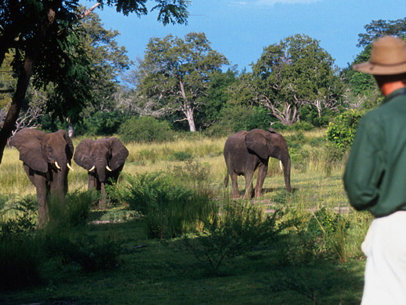 Selous Safari & Island Escape - Walking safaris