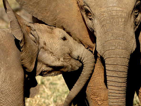 Thrilling Botswana Safari - Big game sightings