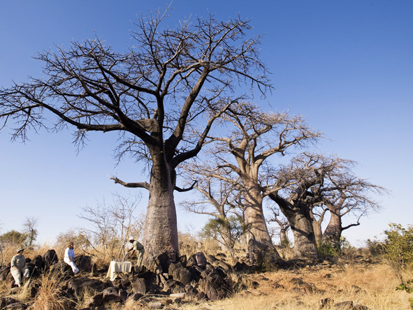 Thrilling Botswana Safari - Bush tea break