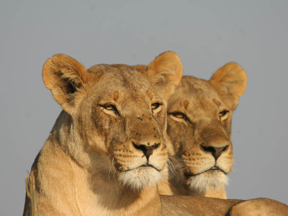 Large antelope & zebra herds make the Kalahari a big cat paradise & its lions are among the biggest in Africa.