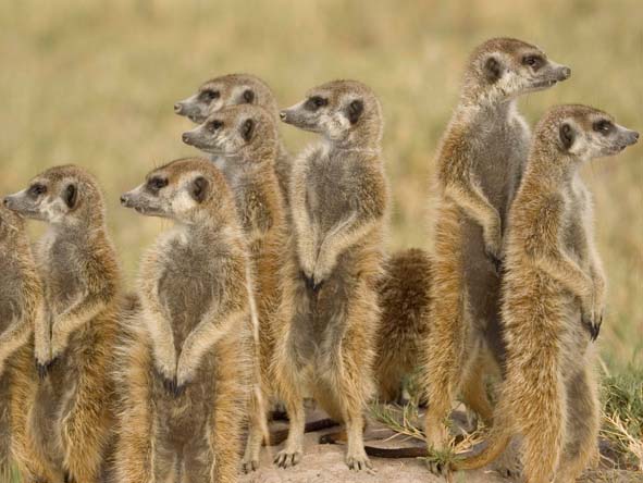 Ever vigilant for danger, the endearing meerkat is one of the Kalahari's most famous residents.