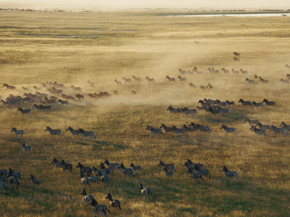 Summer rains bring migrating zebra herds & their predators onto the Kalahari grasslands, providing exceptional game viewing.