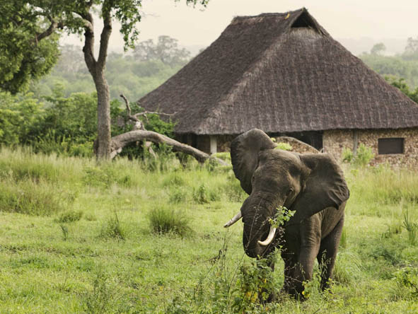 South Central Tanzania - elephant