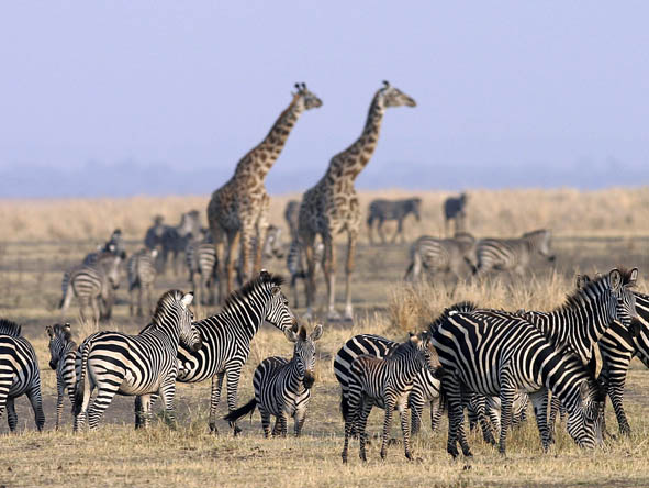 South Central Tanzania - game viewing