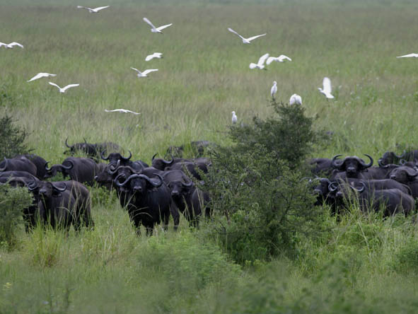 South Central Tanzania - green season