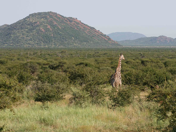 Madikwe - rocky hills