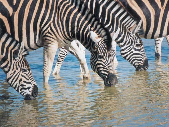 Madikwe - zebra