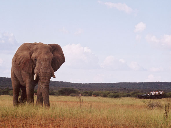 Madikwe - elephant