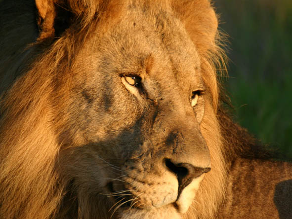 Madikwe - lion