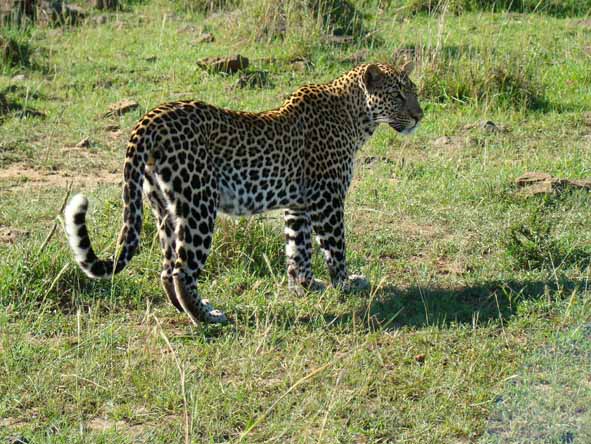 Madikwe - leopard