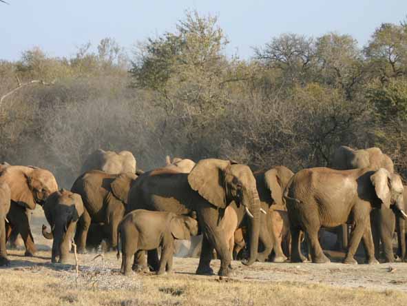Madikwe - elephant herd