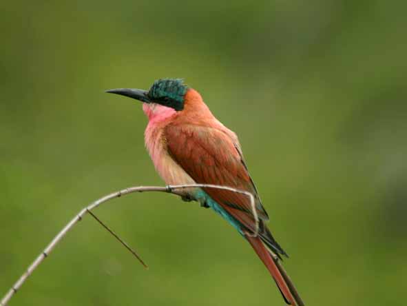 Madikwe - carmine bee eater