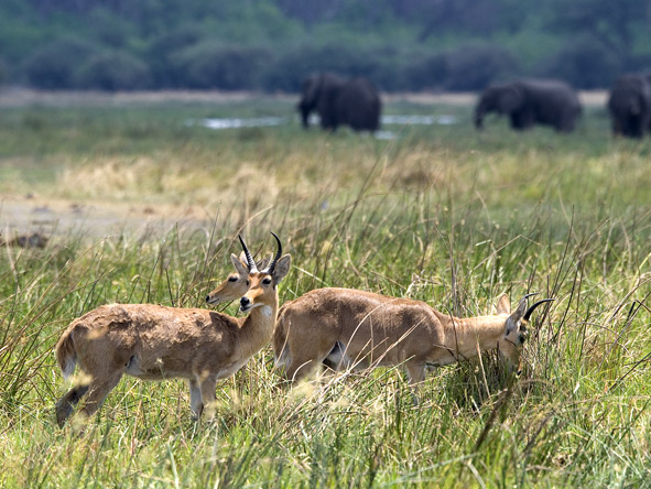 DumaTau Camp - Year-round game viewing