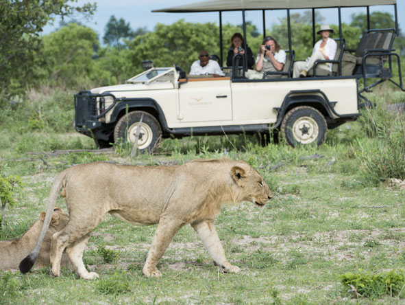 DumaTau Camp - Big cat viewing
