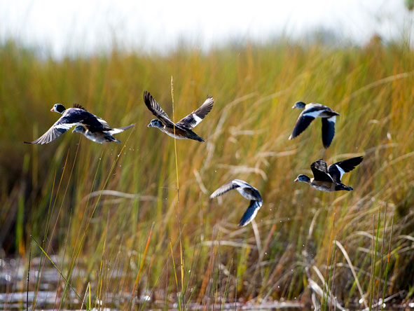 Vic Falls & Botswana Migration Safari - Birders Paradise