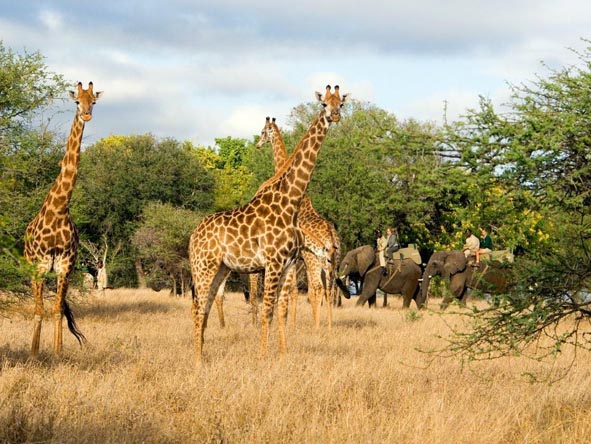 south africa safari