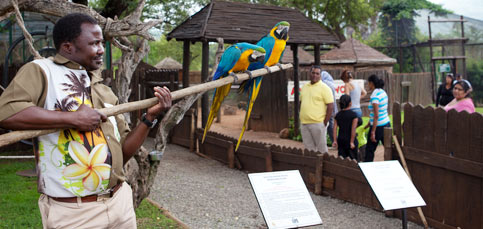animal world