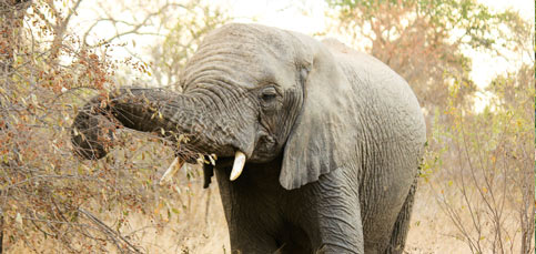 madikwe