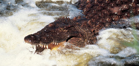 Kwena Gardens Crocodile Sanctuary