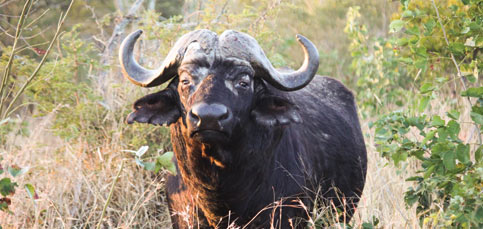 pilanesberg