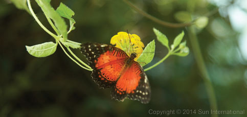 butterfly world