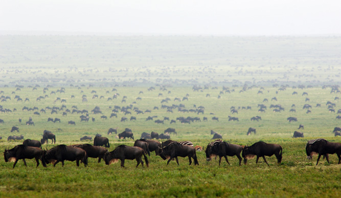 What you didn't know about the Wildebeest Migration