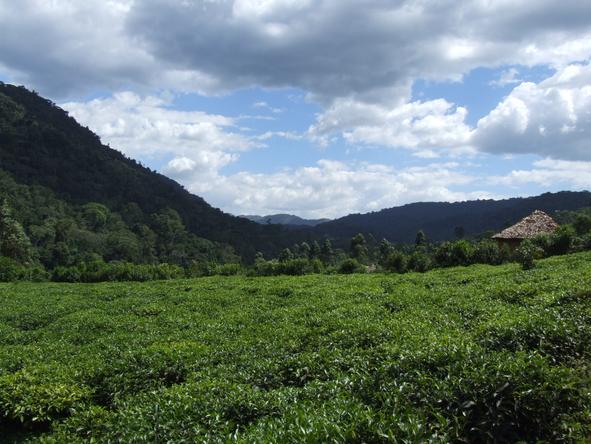 Chimps, Gorillas & Wildlife Safari