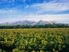 Romantic Winelands Self-Drive