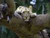 Busanga Bush Camp - lioness