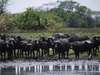 Busanga Bush Camp - buffalo around water source