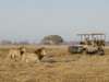 Busanga Bush Camp - game drive with lions