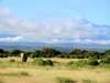 Tawi Lodge - Wildlife