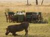 Governors' Camp - warthog grazing