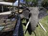 Mombo Camp - elephant