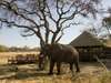 Chitabe Lediba - elephant
