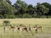 Kwetsani Camp - safari