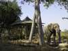 Little Vumbura - elephant
