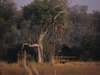 Nxabega Okavango Safari Camp - landscape