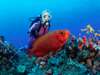 Thonga Beach Lodge - scuba dive