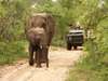 Shumbalala Lodge - elephant