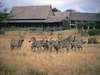 Kilaguni Serena Safari Lodge - zebra